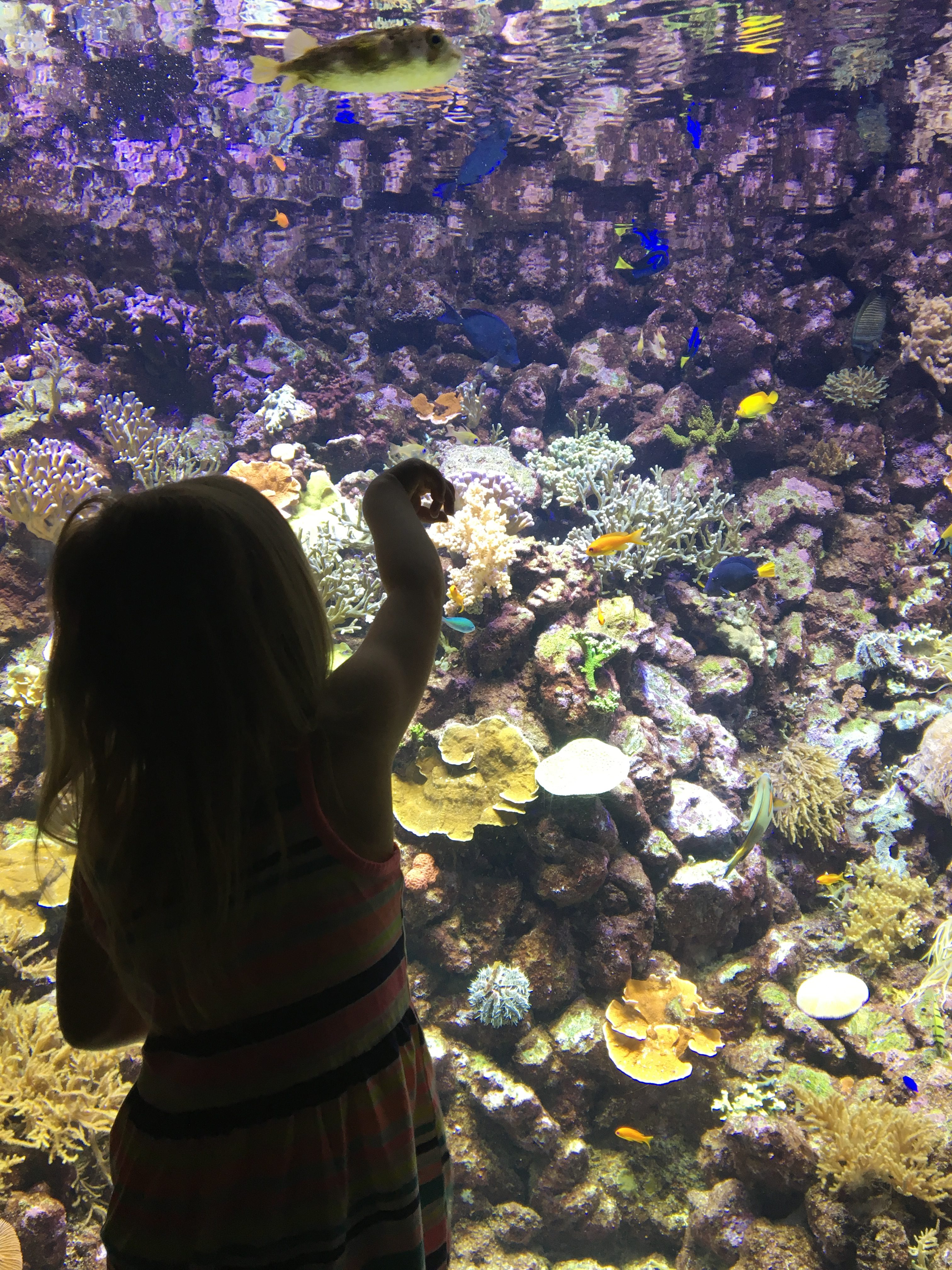Visiting the Denmark Aquarium