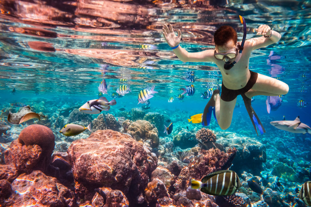 Snorkeler diving along the brain coral in Maldives