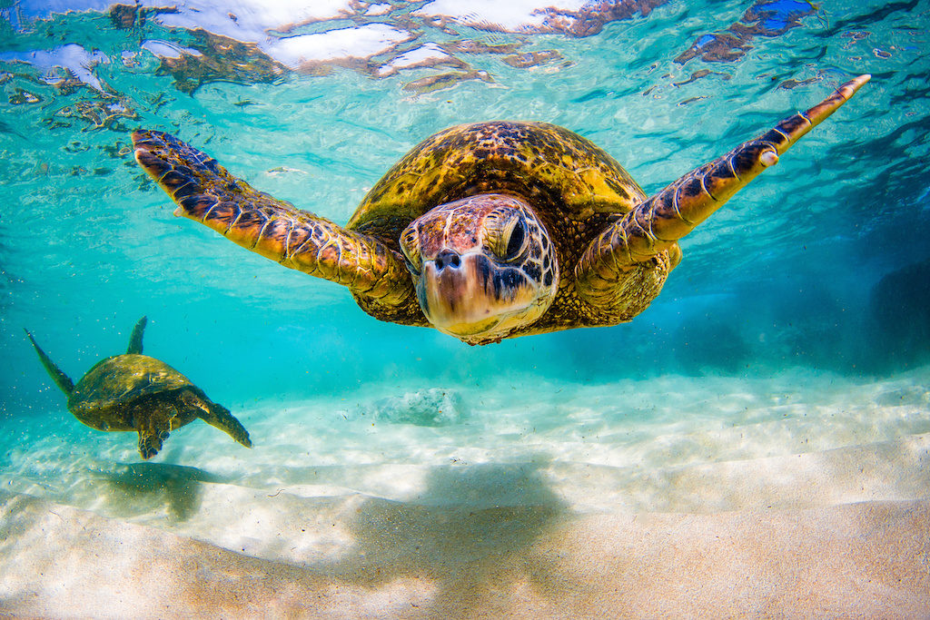 An endangered Hawaiian Green Sea Turtle cruises in the warm waters of the Pacific Ocean in Hawaii