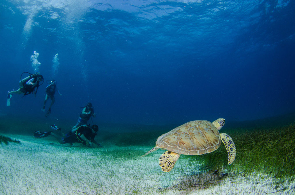 Seeing a sea turtle while snorkeling in the Caribbean