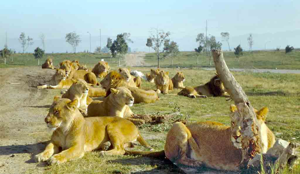Lion Country Safari