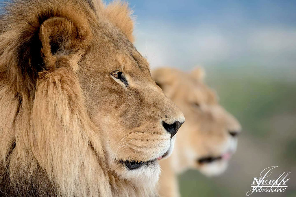 Out of Africa Wildlife Park