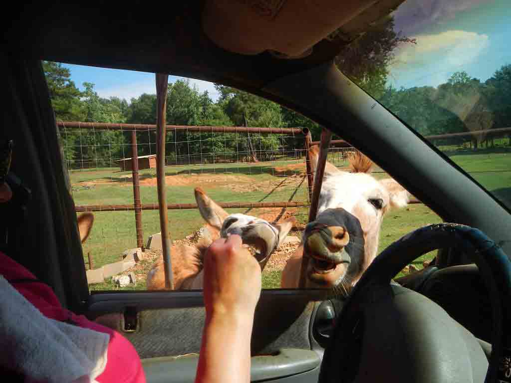 Pine Mountain Wild Animal Safari