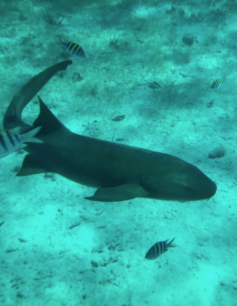 Nurse shark